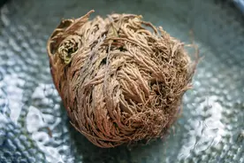 上山见到“干草团”，别一脚踢开，捡回家浇点水，能枯木逢春图片