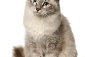 搬家后猫咪十分焦虑，这是怎么一回事，我们该做些什么？图片