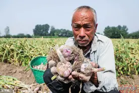 蒜价一跌再跌！直击河南6旬蒜农夫妻在地里挖蒜，啥情况图片