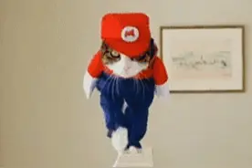 只要给猫咪一个T台，它就能走出“六亲不认”的步伐，好魔性图片