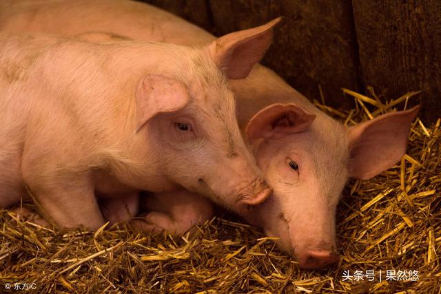 涓タ缁撳悎鏂规锛屽姪鎭㈠锛屼績鐢熼暱锛岃В鍐崇梾鐚鍚庣敓闀跨紦鎱㈤毦棰橈紒