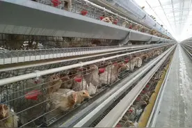 浅谈生态养鸡鸡场建设图片