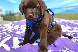 警局来了只新警犬，竟因消极怠工而走红了：被偏爱的都有恃无恐图片