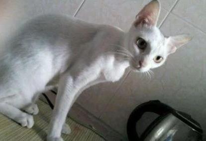 你知道动物性蛋白对猫来说多关键吗？该摄入多少你一定要知道