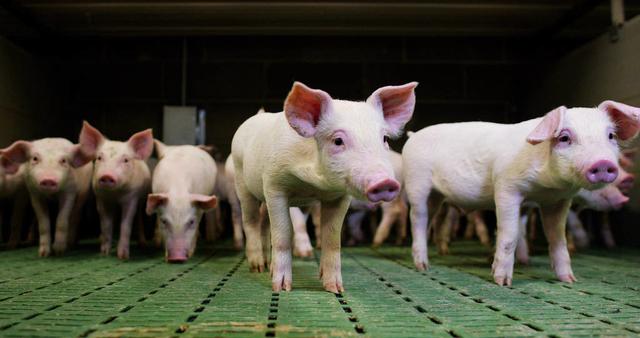 蛋白质的氨基酸大约有22种，猪对氨基酸和能量需求怎样呢？