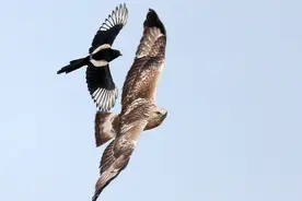 喜鹊变凶猛了？捕老鼠，吃麻雀、捉燕子，抓鸽子，还揍老鹰图片