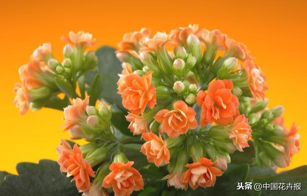 教师节到了！能送给老师的除了鲜花束，还有这几种花