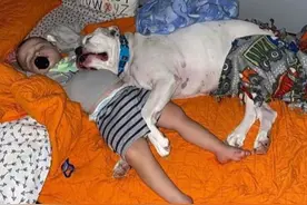 宝宝半夜从床上翻下来，以为他要去找妈妈，结果：还是狗窝最舒服图片