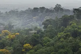 亚马孙雨林到底有多恐怖，被称为人类禁区，却依然有原始人存在图片