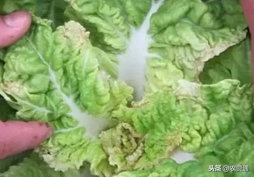 杩?绉嶉挋鑲ュ緢鍘夊锛屼績鏋滃疄鑶ㄥぇ澧炰骇锛屽鑹插鐢溿€佽€愬偍杩愶紝鍟嗗搧鐜囬珮