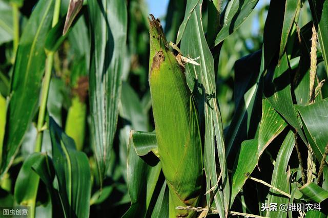 最好的全营养氨基酸叶面肥，产量能翻番，一季只需喷3遍