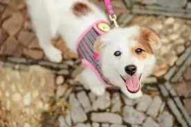 养狗讲究多，“7大禁忌”犯不得图片