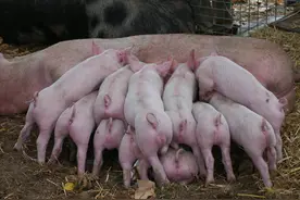 据说农村禁止养猪？农民合法养猪的“正确答案”来了图片