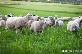 羊不怀孕，不产羔怎么办？怎样增加母羊产羔率？图片