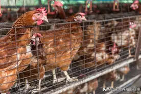 鸡葡萄球菌是怎样发生和流行的？有哪些症状，如何防治？图片