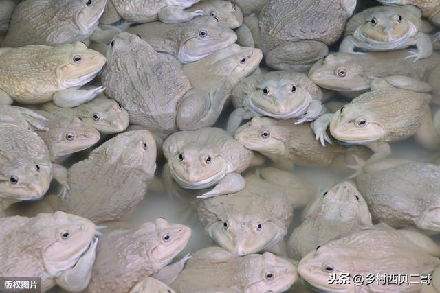 牛蛙的人工高效养殖技术