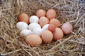 煮艾叶红枣鸡蛋图片