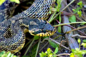 无毒蛇就是弱蛇？蛇界煞星无毒的“臭屁王”——王锦蛇图片