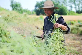 农村俗语：“山东汉子，东北妻；沙土地瓜，粗布衣”是啥意思？图片