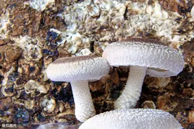 香菇反季节低架栽培技术，从配料到采收，这有详细讲解图片