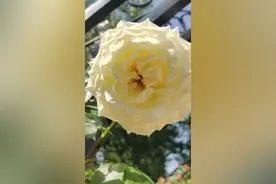 春暖花开，出来来晒太阳吧图片