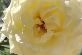 春暖花开，出来来晒太阳吧图片