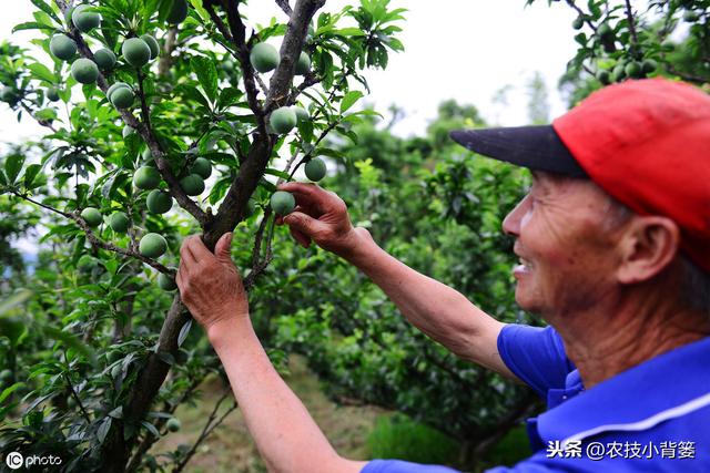 果树落花落果是啥原因造成的？如何保花保果才能使果园后期高产？