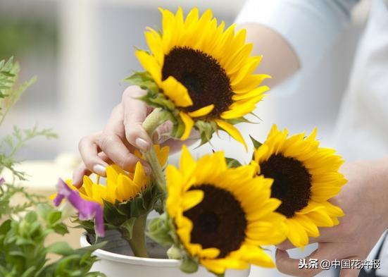 教师节到了！能送给老师的除了鲜花束，还有这几种花