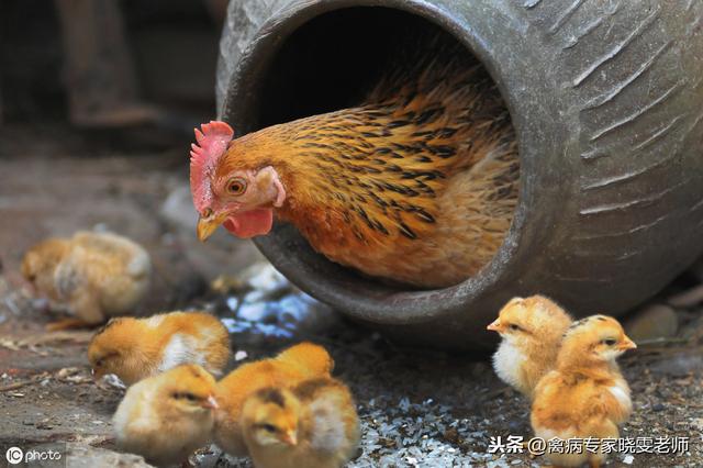 关于家禽免疫，一般兽医不会告诉你的8件事