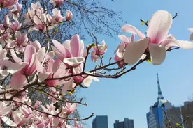 邯郸这些花海，目测要刷爆朋友圈！图片