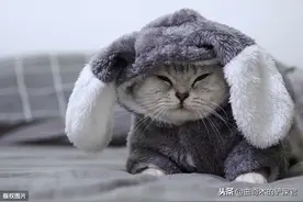 猫咪刚到新家，躲起来怎么办？图片