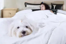 狗狗睡哪儿，其实和主人的“亲密度”有关图片