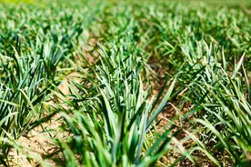 种大蒜好几年一种用三个方法，蒜头大、蒜苔粗，抗病还高产图片