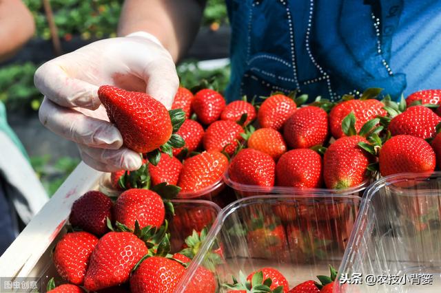瀛︿細鐢ㄥソ杩欏嚑鎷涳紝鑽夎帗鑺辫娊鏃╁垎鍖栥€佹灉瀹炴棭鎴愮啛锛屾姠鍏堜笂甯傚崠楂樹环