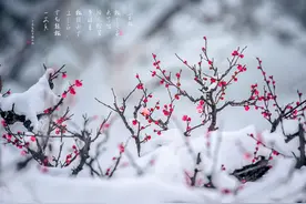 王安石一首经典梅花诗，短短20字流传千古图片