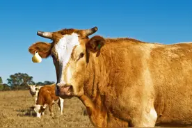 寄生虫病在肉牛养殖中的危害，及其处理方法，吃上健康放心牛肉图片