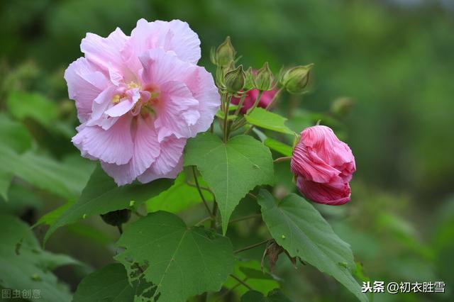 秋花芙蓉，木芙蓉诗词7首，你读过几首？