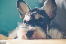 狗狗为什么有窝不喜欢睡，却喜欢和主人挤在一起？你了解原因吗？图片