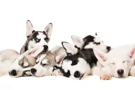 十二星座代表狗狗（一）图片