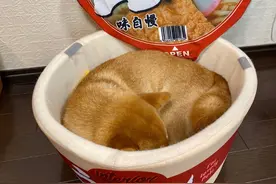 男友给柴犬买了个狗窝，女子一到晚上就不敢看了：太有食欲了吧图片