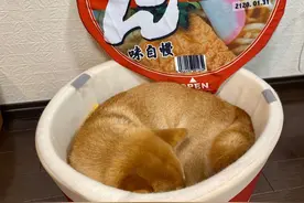 男友给柴犬买了个狗窝，女子一到晚上就不敢看了：太有食欲了吧图片