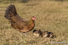 中西结合专治（鸡瘟）远离新城疫的最佳方案图片