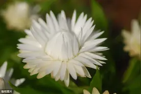 雏菊的花语你知道几个？图片