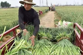 蒜苔成熟让村民免费抽蒜农还高兴，到底是什么原因？图片