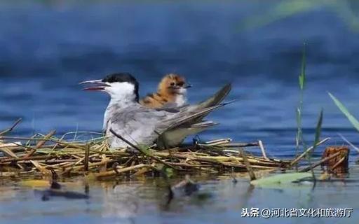 大美不言 | 衡水湖