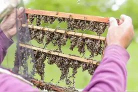 蜂群一年换两次蜂王，不仅提高产蜜量，还有这3个优点图片