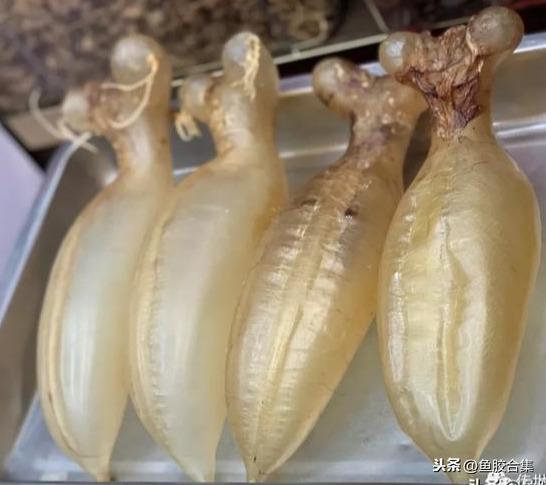 蜘蛛肚花胶价格 2026年蜘蛛片花胶