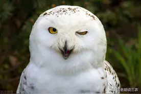 “不怕猫头鹰叫，就怕猫头鹰笑”是啥原因？原来不是迷信是科学图片