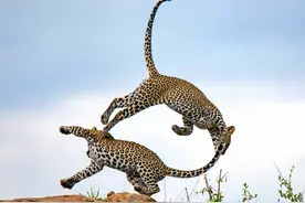 肯尼亚美洲豹兄弟打架玩闹，高高跃起上演“杂技”秀图片