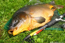 学欧鲤钓是崇洋媚外？错!正视钓法，浅谈欧鲤钓针对大鱼的可行性图片